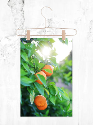 Orange Grove Printable